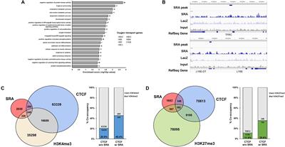 Genome-Wide Transcriptional Regulation of the Long Non-coding RNA Steroid Receptor RNA Activator in Human Erythroblasts